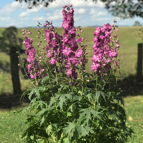 pvr example dephinium