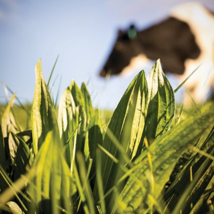 agricom ecotain image